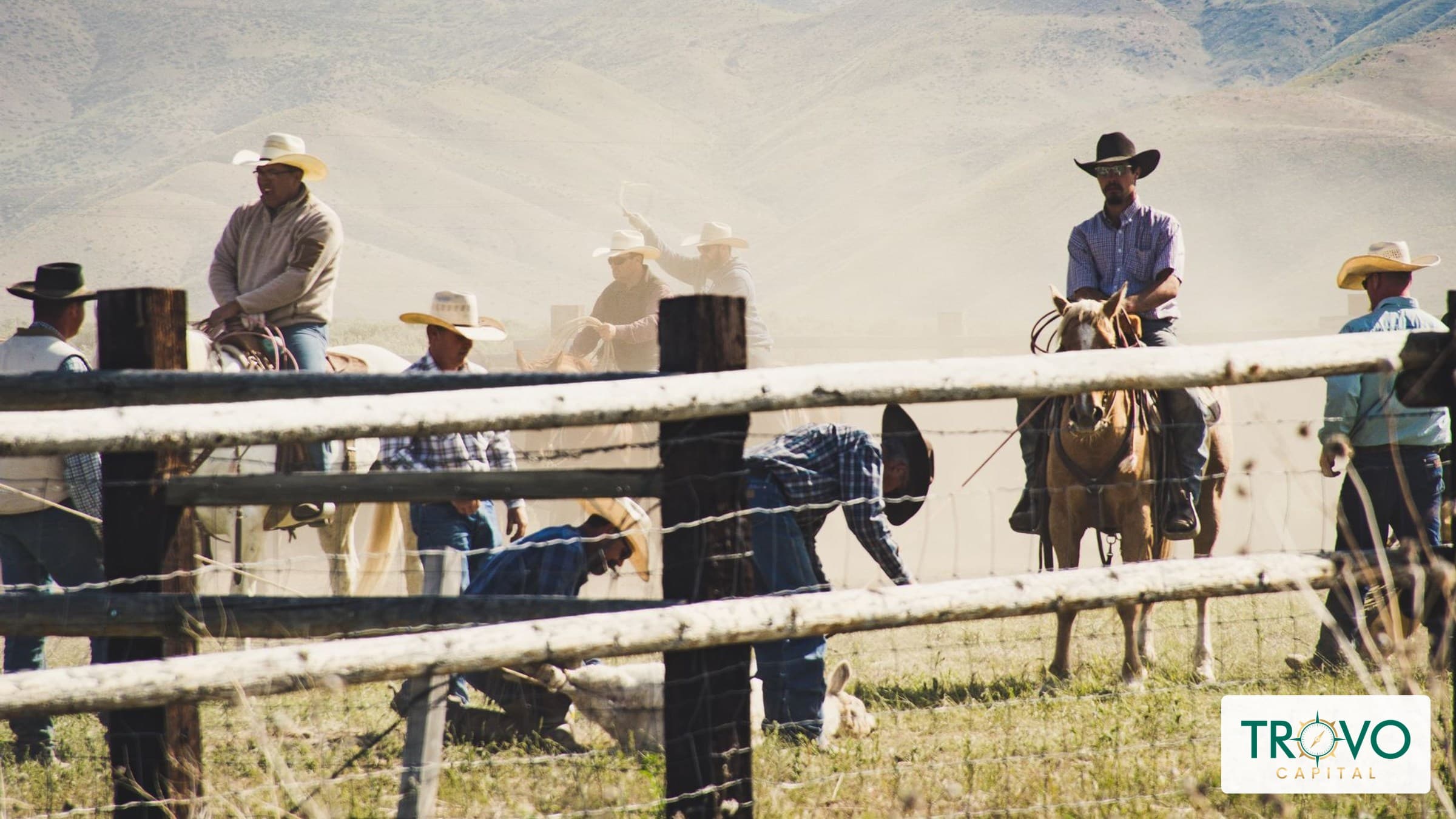 Rancher checking a small group of breeding cattle beside a fence in a dry pasture